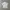 Uniqlo Luxury Casual T-shirt Kids White