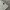 Starter Vintage Sportswear T-shirt Pria white photo 4