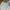 Polo Ralph Lauren Casual Formal Shirt Pria White Blue
