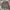 Adidas Sportswear Sweater Pria gray photo 1