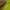 Dickies Streetwear Luxury Hoody Pria green photo 4