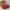 Dior Luxury Shoulder bag Wanita red photo 8