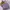 New Era Casual Pria purple photo 6
