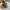 Gucci Luxury Pria brown photo 5