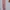 Stella McCartney Sportswear Legging Wanita pink photo 5