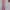 Stella McCartney Sportswear Legging Wanita pink photo 1