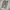 Dickies Streetwear Casual Casual pants Pria khaki photo 1