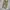 Dickies Streetwear Casual Casual pants Pria khaki photo 1