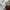 Dickies Streetwear Casual Casual pants Pria khaki photo 6