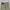 Dickies Streetwear Casual Casual pants Pria khaki photo 3