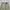 Dickies Streetwear Casual Casual pants Pria khaki photo 4