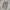Dickies Streetwear Casual Casual Pants Pria Khaki