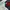 Dickies Streetwear Casual Casual pants Pria navy photo 7