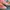 Adidas Indie Casual Sneakers Wanita red pink photo 4