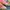 Adidas Indie Casual Sneakers Wanita red pink photo 3