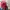 Lonsdale Sportswear Bag Pria red photo 3