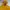 Casual Parka Wanita yellow photo 4