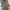 Adidas Casual Trench coat Wanita tan photo 3