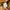 Timberland Casual Leather jacket Pria tan photo 6