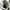 Salomon Gorpcore Boots Pria black yellow photo 8