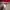 Rawlings Casual Windbreaker Pria red photo 3
