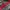 Adidas Casual Puffer jacket Pria red black photo 4