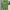 Polo Ralph Lauren Casual Polo Shirt Pria Green