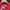 Adidas Sportswear Hoody Pria red photo 3