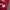 Isabel Marant Luxury Avant Garde Going out dress Wanita red photo 4