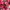 Adidas Sportswear Minimalist Sweatpants & Joggers Kids Red Black