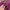 Under Armour Minimalist Hoody Pria burgundy photo 6
