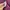 Under Armour Minimalist Hoody Pria burgundy photo 5