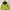 Gorpcore Pea Coat Pria Yellow