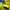 Gorpcore Pea coat Pria yellow photo 5