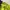 Gorpcore Pea Coat Pria Yellow