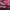 Longchamp Casual Tote bag Wanita pink photo 6