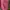 Longchamp Casual Tote bag Wanita pink photo 4