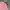 The North Face Casual Sweatshirt Wanita pink photo 4