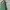 Armani	 Casual Short Wanita green photo 2