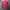 Roma Jellar Streetwear Casual Track jacket Pria pink photo 1