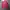Roma Jellar Streetwear Casual Track Jacket Pria Pink