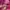 Roma Jellar Streetwear Casual Track jacket Pria pink photo 5
