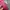 Roma Jellar Streetwear Casual Track jacket Pria pink photo 2