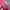 Roma Jellar Streetwear Casual Track Jacket Pria Pink