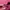 Roma Jellar Streetwear Casual Track jacket Pria pink photo 3