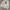 Dickies Indie Casual Hoody Pria white photo 3