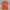Burberry Streetwear Luxury T-shirt Wanita orange photo 1