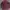 Burberry Luxury Minimalist Polo shirt Pria burgundy brown photo 1