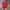 Jeep Y2K Casual Polo shirt Pria red photo 2