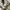 Dickies Vintage Skater Formal pants Pria tan photo 6